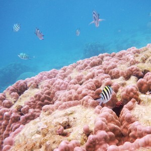 sp_image2